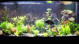 aquarium-von-sandy--becken-8694_450l Amazonas Becken