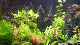 aquarium-von-sandy--becken-8694_