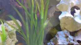 aquarium-von-peters-laden-becken-8709_Vallisneria Gigantea