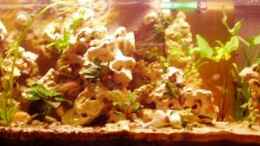 aquarium-von-peters-laden-becken-8709_Neues Hauptbild 06.06.08