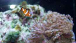 Foto mit Amphiprion Ocellaris