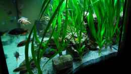 aquarium-von-christian-colling-becken-8737_