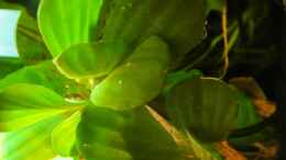 aquarium-von-tim-burow-becken-8760_Pistia stratiotes (Muschelblume - Schwimmpflanze) 