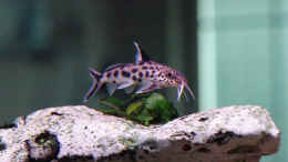 aquarium-von-juergen-stradner-becken-885_Synodontis Multipunctatus