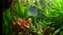 aquarium-von-andre-kussin-becken-8926_