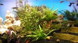 aquarium-von-meik-fahrenbach-becken-8946_