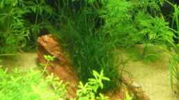 aquarium-von-knorpelfisch-becken-9012_Thaxiphylum spec. Flame