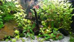 aquarium-von-nelly-luescher-becken-9042_