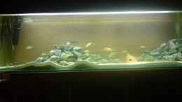 aquarium-von-ron-tscherner-becken-9052_mein malawi becken