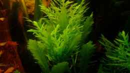 aquarium-von-tetramike-becken-9053_Hygrophilia difformis