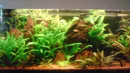 aquarium-von-andreas-laubinger-becken-9058_Aquarium  