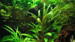 aquarium-von-ralle-becken-9065_01.07.08