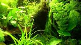 aquarium-von-holger-bellen-becken-9069_