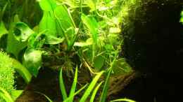 aquarium-von-holger-bellen-becken-9069_