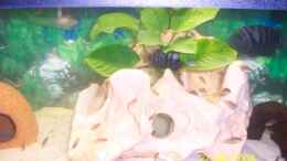 aquarium-von-janina-timm-becken-9072_Anubias Barteri