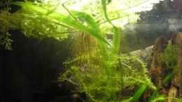 aquarium-von-leon-gauss-becken-9074_