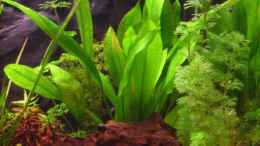 aquarium-von-thomas-gornioczek-becken-9094_Echinodorus