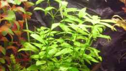 aquarium-von-thomas-gornioczek-becken-9094_Hygrophila polysperma