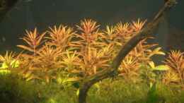 aquarium-von-marmax-becken-9098_aromatica