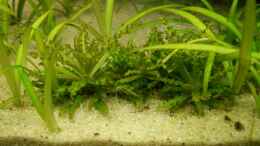 aquarium-von-marmax-becken-9098_pogostemon