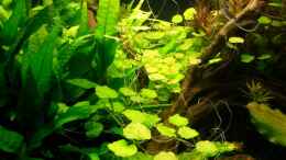 aquarium-von-marmax-becken-9098_lyrata