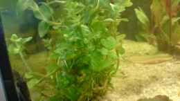 aquarium-von-b1gt4nk-little-tank_