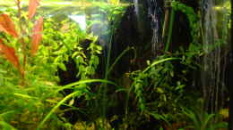 aquarium-von-b1gt4nk-little-tank_rechte Seite (hinter der Wurzel ist die Pumpe und die Heizun