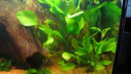 aquarium-von-jens-schuster-becken-9123_