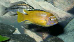 aquarium-von-florian-ober-becken-917_Pseudotropheus msobo magunga  Bock 