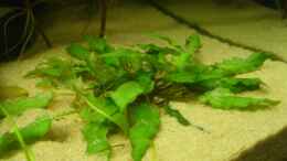 aquarium-von-domi-suedamerika_Cryptocoryne wendtii (4.6.2008)