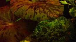 aquarium-von-becke-becken-9179_Tiger Lotus