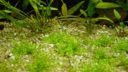 aquarium-von-carsten-gutsche-becken-9203_