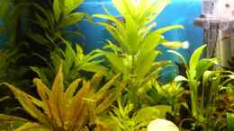 aquarium-von-alwin-dick-becken-9219_