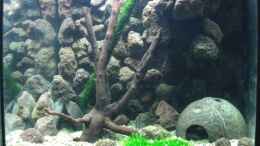 aquarium-von-oliver-knoenagel-becken-9222_