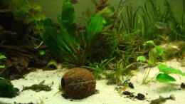 aquarium-von-roland-gailing-becken-9251_