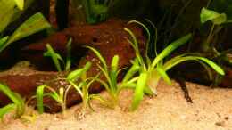 aquarium-von-andreas-fuchs-schmetterlingsbuntbarsch-becken_Sagittaria subulata