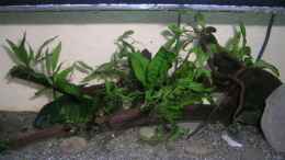 aquarium-von-simon-bendrin-becken-9276_