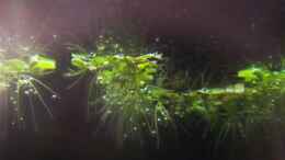 aquarium-von-jana--becken-9280_Schwimmfarn - Salvinia