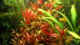 aquarium-von-stinnes-becken-9284_Alternanthera reineckii