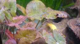 aquarium-von-dennis-mair-becken-9302_Rote Tigerlotus