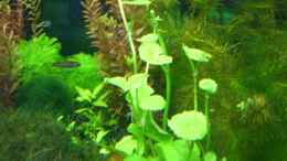 aquarium-von-michael-j--becken-9331_Hydrocotyle leucophala