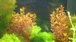 aquarium-von-michael-j--becken-9331_Rotala rotundifolia