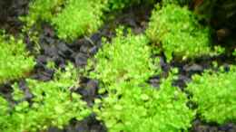 aquarium-von-michael-j--becken-9331_Hemianthus callitirchoides