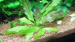 aquarium-von-werner-mueller-becken-9365_Echinodorus ozelot