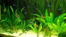 aquarium-von-holzi-becken-9394_linke Beckenseite