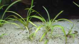 aquarium-von-obi-becken-9404_Sagittaria subulata