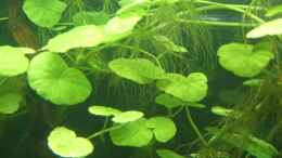 aquarium-von-obi-becken-9404_Brasilianischer Wassernabel