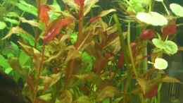 aquarium-von-obi-becken-9404_Alternanthera reineckii