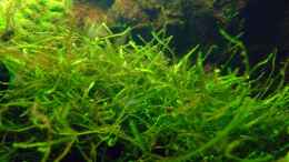 aquarium-von-alex-stark-killi-nano-becken_Javamoos - Vesicularia dubyana