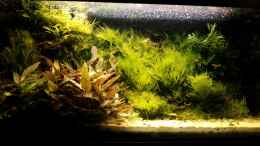 aquarium-von-basetim-becken-9440_Dezember 2012